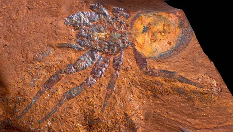 Imagem ilustrativa da notícia Fóssil da 2.º maior aranha do mundo é achado na Austrália
