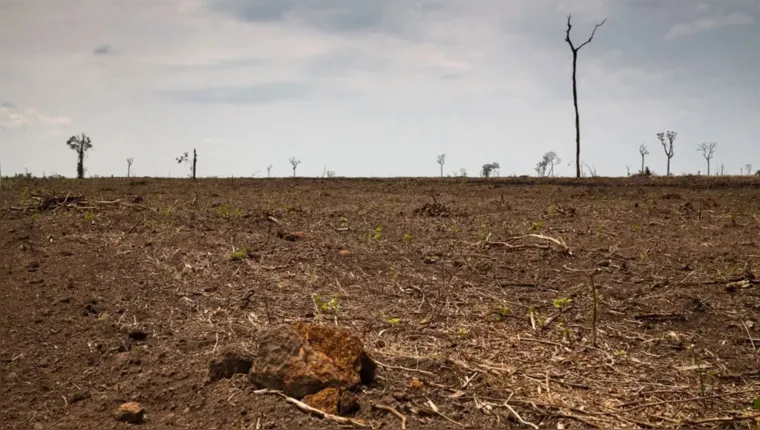 Imagem ilustrativa da notícia Desmatamento no cerrado cresce 238% em novembro