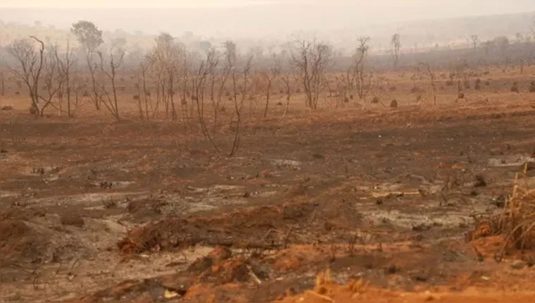 Imagem ilustrativa da notícia Desmatamento do Cerrado cresce 3% em um ano