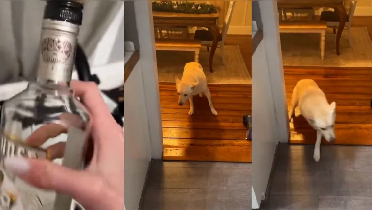 Imagem ilustrativa da notícia Vídeo: dona chega em casa e encontra cachorro bêbado 
