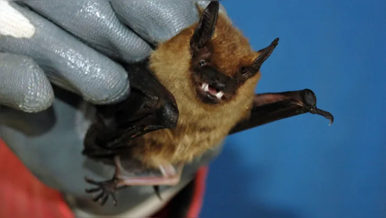 Imagem ilustrativa da notícia Grandão sem medo! Espécie de morcego usa pênis como braço