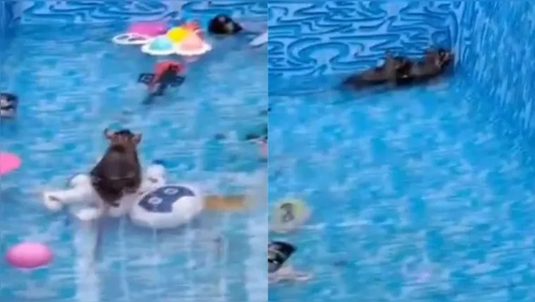 Imagem ilustrativa da notícia Mulher se surpreende ao encontrar rato gigante em piscina 