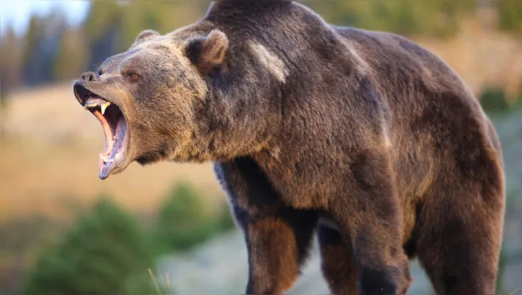 Imagem ilustrativa da notícia Urso mata duas pessoas e cachorro em parque do Canadá 