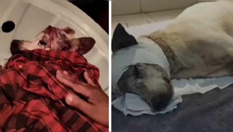 Imagem ilustrativa da notícia Vídeo: cachorro morre após ser espancado em Belém