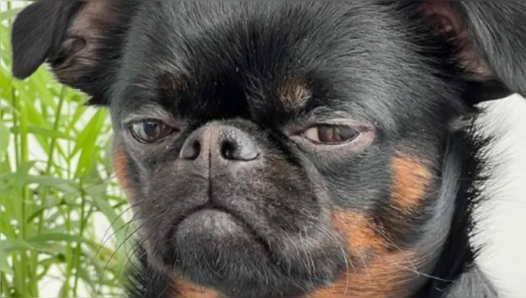 Imagem ilustrativa da notícia Cachorro viraliza no Instagram com cara de "poucos amigos"