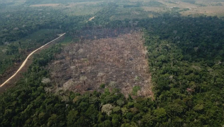 Imagem ilustrativa da notícia Marina anuncia redução de 50% do desmatamento na Amazônia
