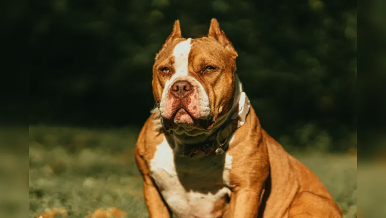 Imagem ilustrativa da notícia País bane raça famosa e cães podem ser sacrificados