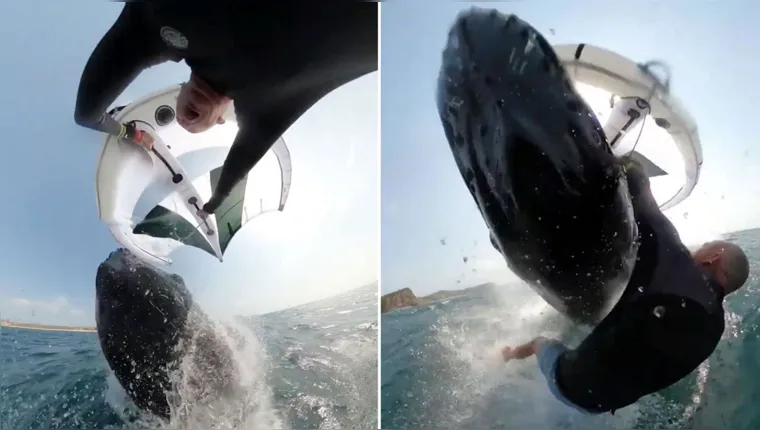 Imagem ilustrativa da notícia Vídeo: Baleia jubarte "atropela" homem que fazia wingsurf