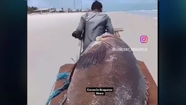 Imagem ilustrativa da notícia Peixe gigante de quase 300kg surge na praia de Ajuruteua