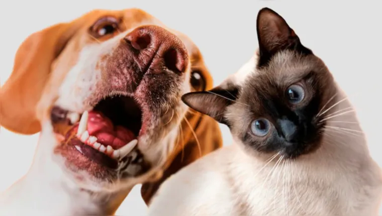 Imagem ilustrativa da notícia Quem é mais feliz: tutor de gato ou de cachorro? Descubra!