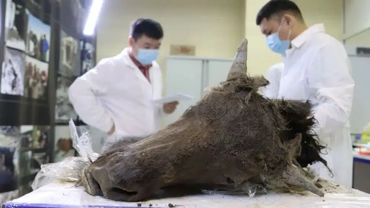 Cientistas analisando o bisão mumificado, preservado no permafrost da Sibéria