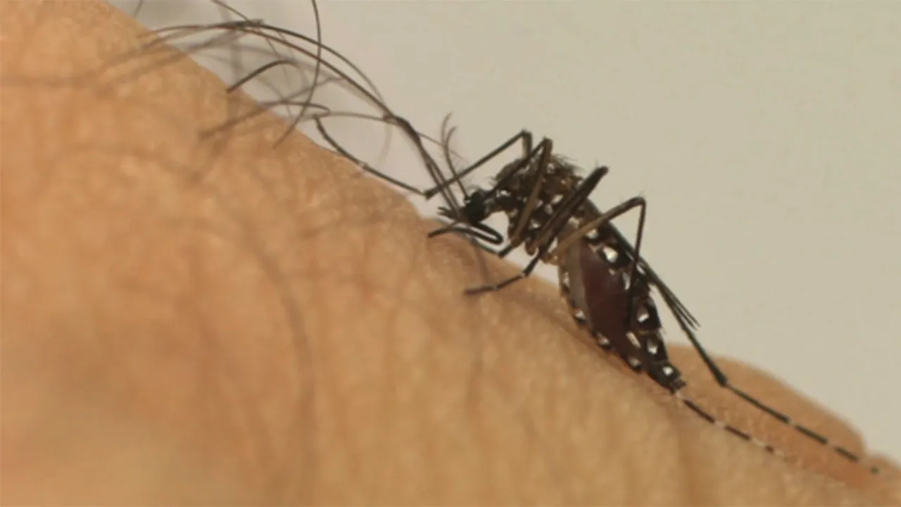 A dengue pé transmitida pelo mosquito Aedes aegypti