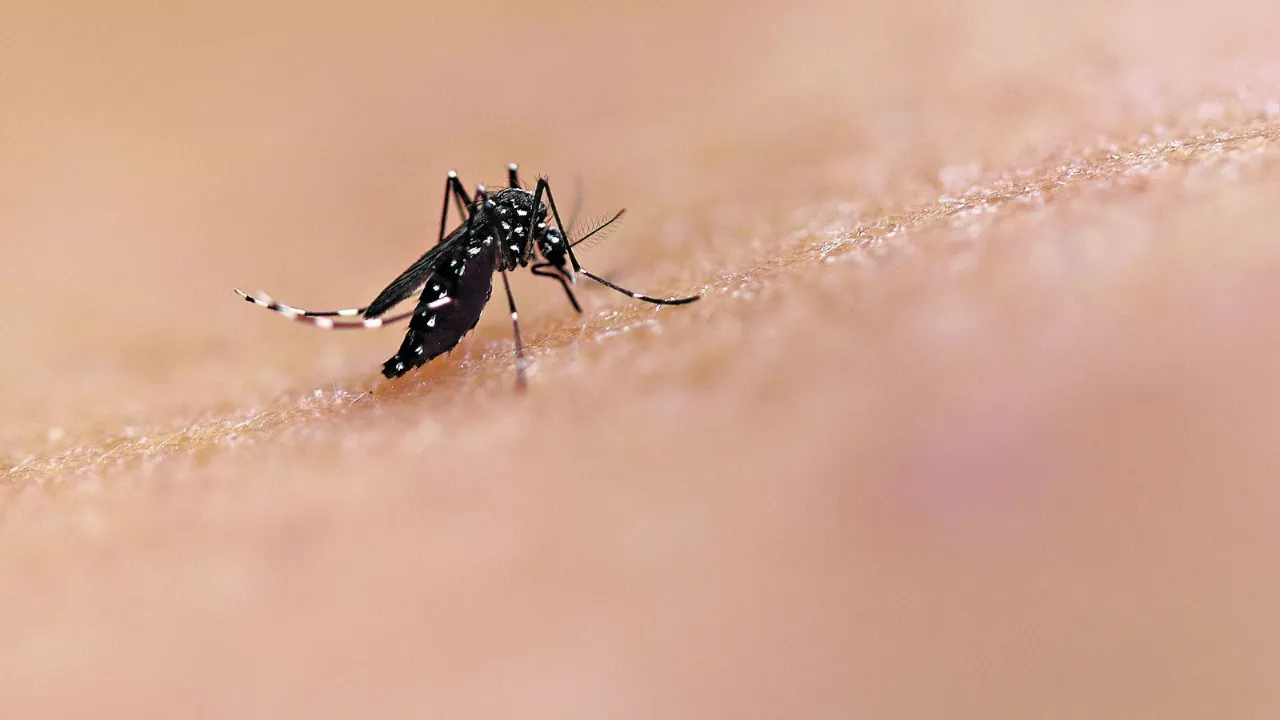O Aedes aegypti possui características próprias, como as pintas brancas pelo corpo