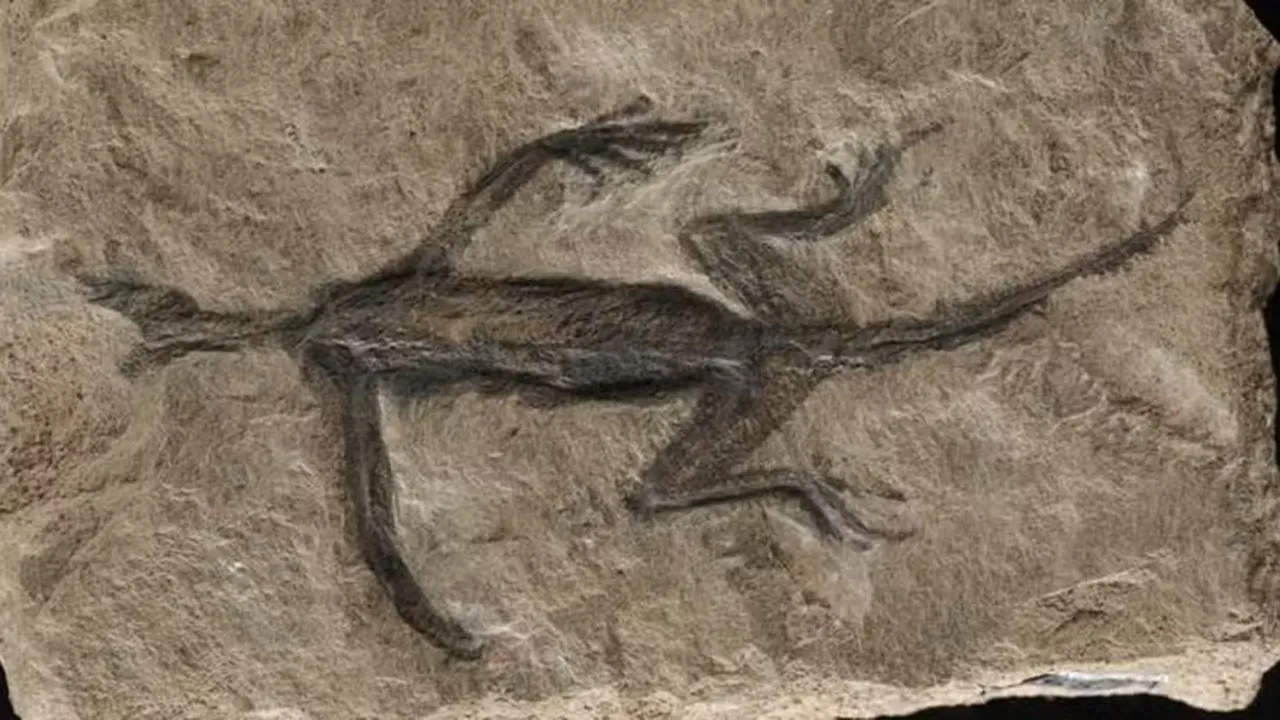 O réptil fóssil Tridentinosaurus antiquus, o mais antigo da Itália, que teve o contorno do corpo pintado de tinta preta para parecer tecidos moles preservados.
