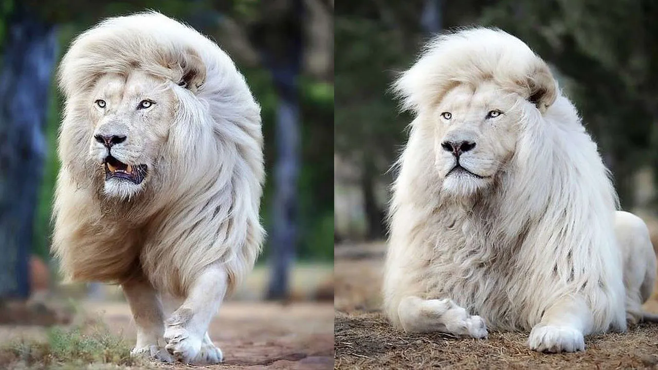 Moya é um belíssimo leão branco que vive no Glen Garriff Conservation Lion Sanctuary.