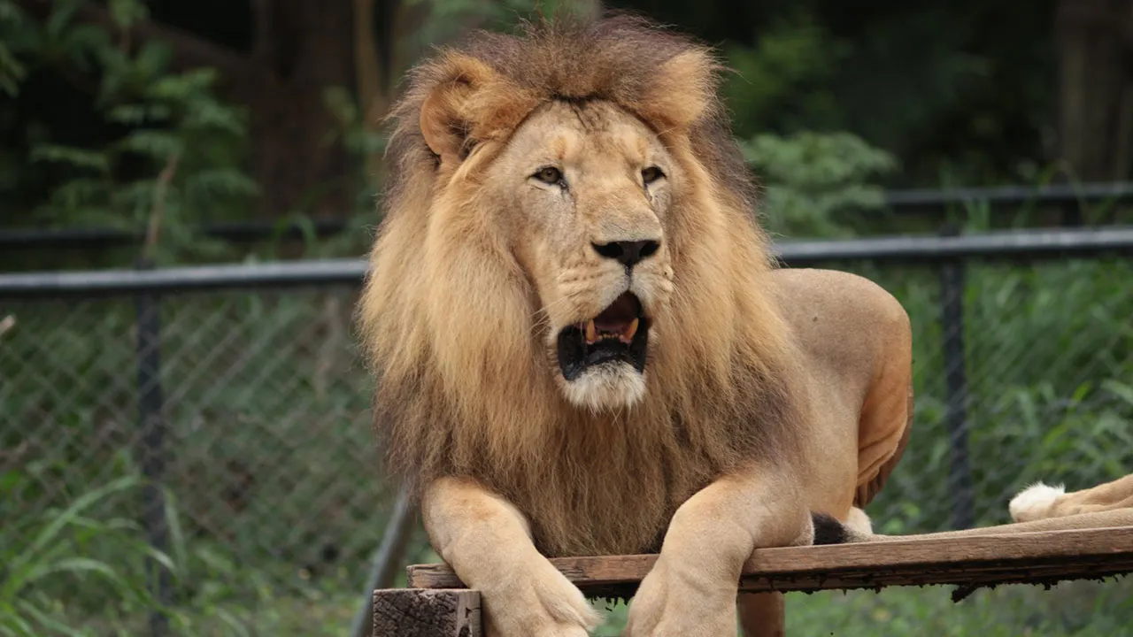 O leão que o atacou foi transferido para uma jaula e será mantido sob observação.