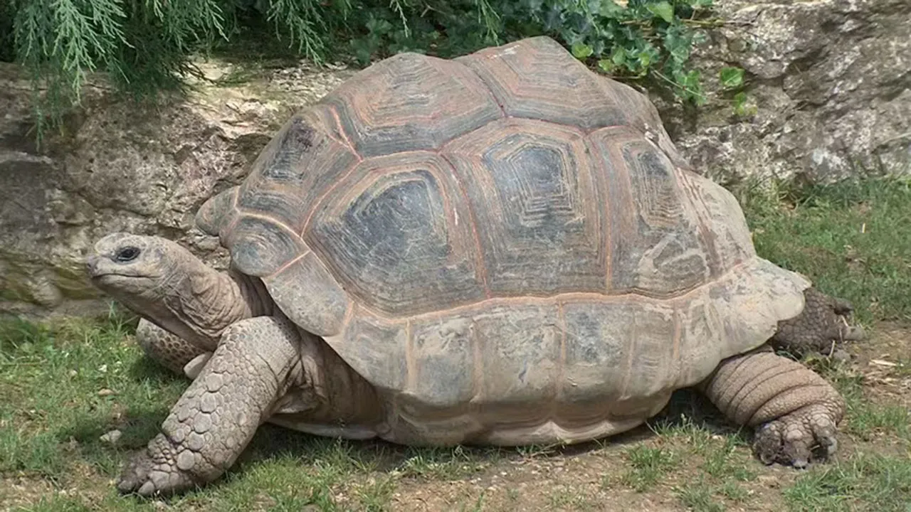 A tartaruga-gigante de Aldabra é a segunda maior espécie de tartaruga terrestre do mundo.