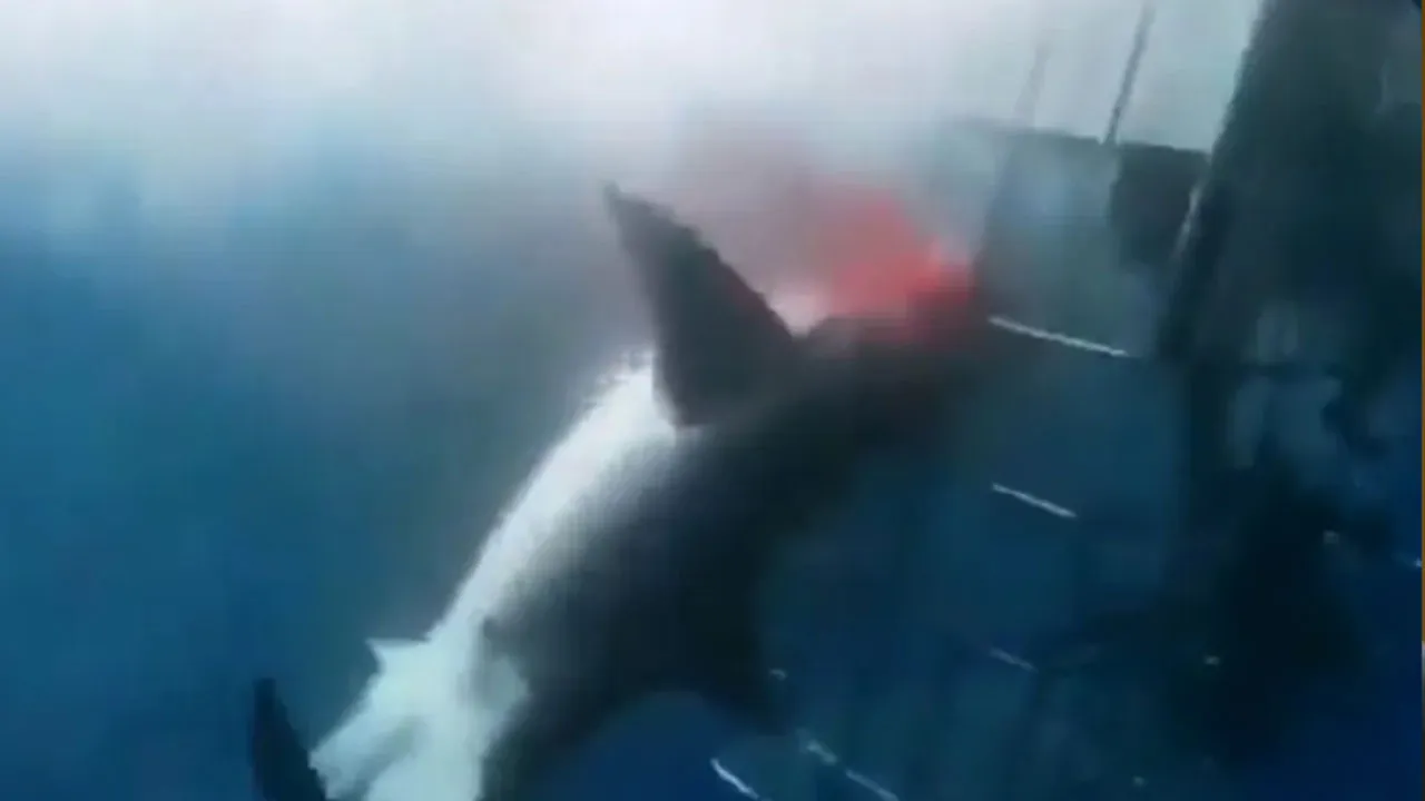 Tubarão branco ataca mergulhadores em gaiola