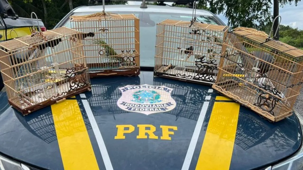 Os animais foram resgatados pela PRF