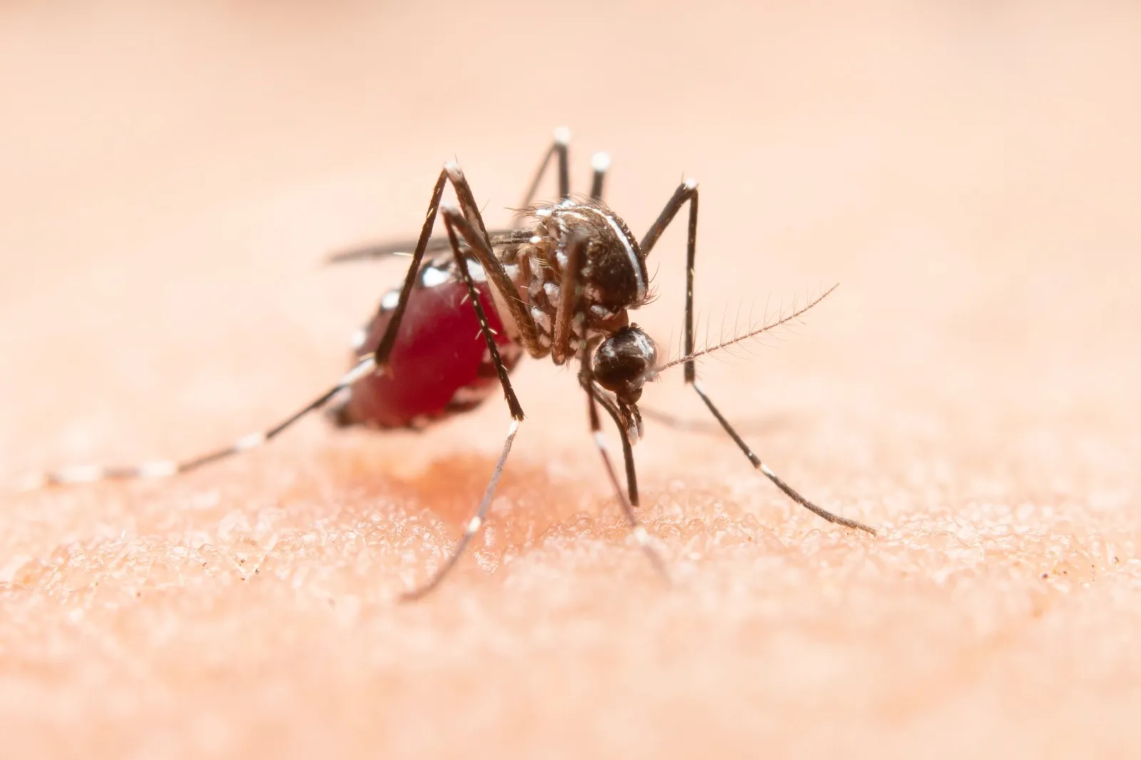Imagem ilustrativa da notícia: Dengue, Chikungunya e Zika: veja os sintomas de cada doença