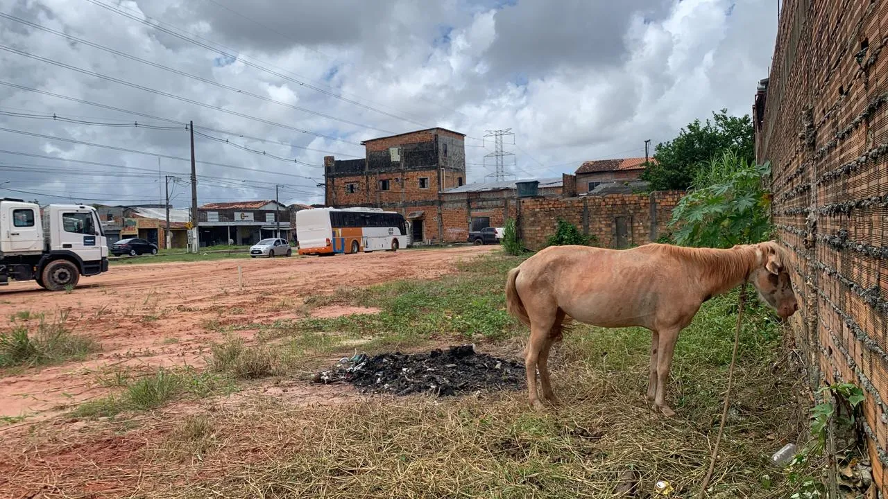 O cavalo está próximo a Usipaz do Icuí.