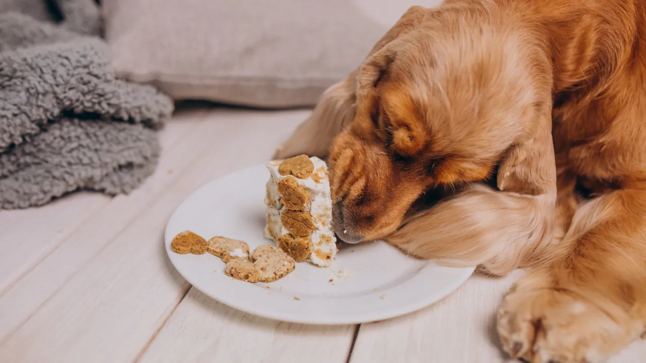 É fundamental que os tutores resistam às expressões suplicantes dos animais durante as datas comemorativas