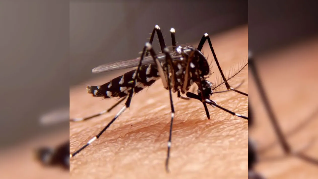 A dengue é uma doença endêmica em várias regiões do país.