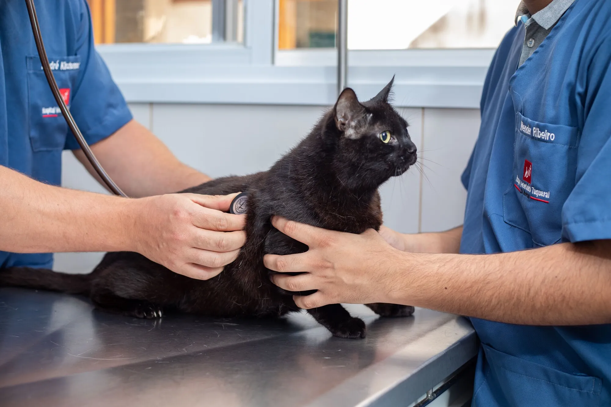 A osteoartrite é uma condição degenerativa que pode trazer desconforto e impactar o cotidiano dos gatos.