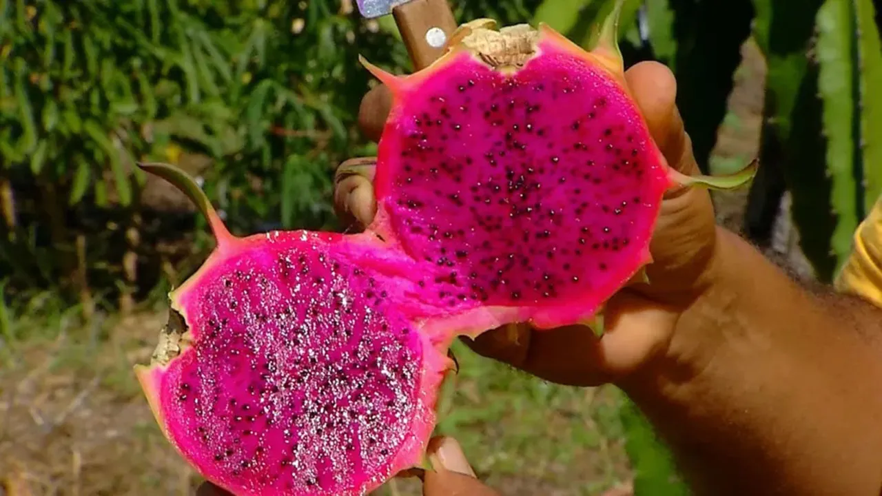 Pitaya é uma fruta da família dos cactos nativos das regiões tropicais do México e da América Central.