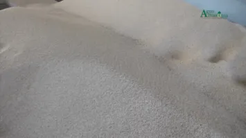 Imagem ilustrativa da notícia Pará é destaque na cadeia produtiva do Gergelim