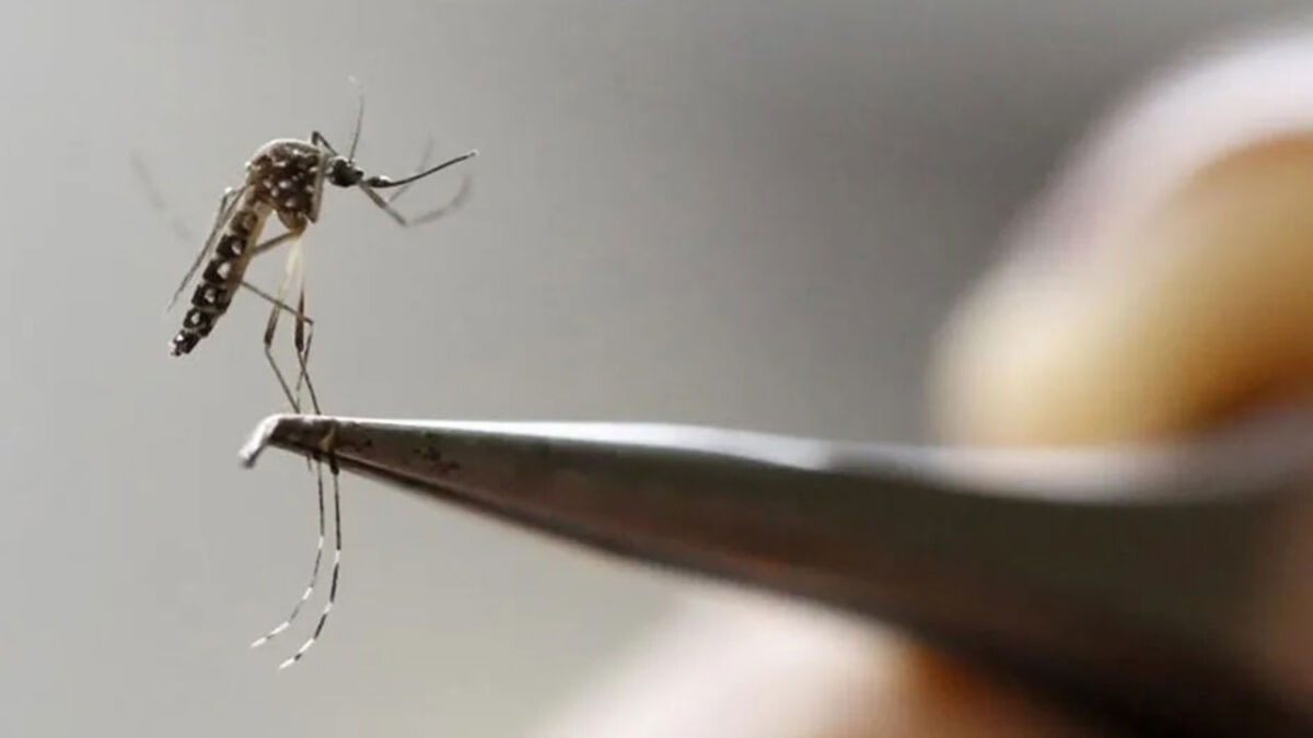 Dengue: Brasil pode registrar 4,2 milhões de casos em 2024
