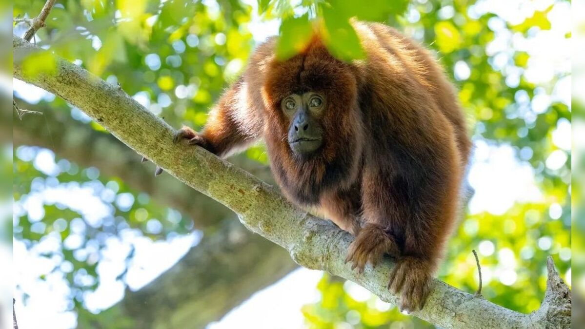 Macacos extintos há mais de 200 anos retornam à Ilha em SC