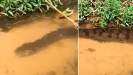 A cobra tinha cerca de 8 a 9 metros