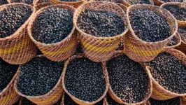 O açaizeiro ou palmeira-açaí (Euterpe oleracea), planta responsável pela produção do açaí