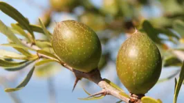 O Argan é um fruto proveniente da Argania spinosa, uma árvore originária do Marrocos