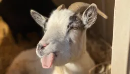 As cabras são animais considerados muito inteligentes.