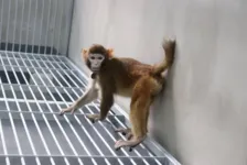 Clone de macaco-reso criado por pesquisadores da Academia Chinesa de Ciências
