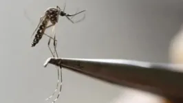O vírus da dengue é transmitido por mosquitos fêmea, principalmente da espécie Aedes aegypti.