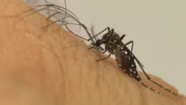 A dengue pé transmitida pelo mosquito Aedes aegypti