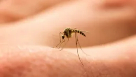 O mosquito Aedes aegypti é o principal vetor da dengue.