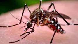 Norte teve aumento de 39,4% nos casos de dengue.
