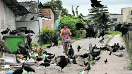 Imagem ilustrativa da notícia Descaso total: ruas de Ananindeua estão tomadas de lixo