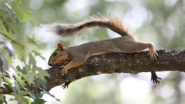 Os cuidadores injetaram nos animais medicamentos antiparasitários como medida de precaução sanitária, mas eles acabaram morrendo