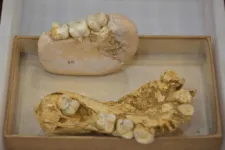 Fosseis do primata; até hoje, foram encontradas quatro mandíbulas e cerca de 2.000 dentes isolados da espécie