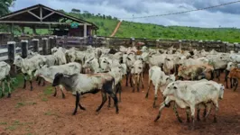 Foram entregues para produtores iniciantes que têm no máximo 10 cabeças de gado. Cada produtor recebeu em média de 7 a 9 cabeças de gado.