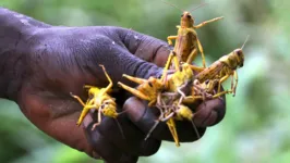 Gafanhotos e grilos são uma ótima fonte de gorduras boas