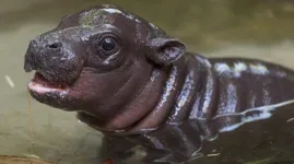 O pequeno hipopótamo pigmeu foi batizado de Mikolas