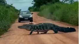 Jacaré atravessando estrada e chamando a atenção