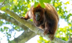 Cerca de 260 anos depois do último registro conhecido, o bugio-ruivo (Alouatta guariba) retorna às florestas de Florianópolis.