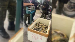 A apreensão de 96 quilos de pescado, em uma peixaria do núcleo Marabá Pioneira, é resultado de fiscalização em supermercados e peixarias